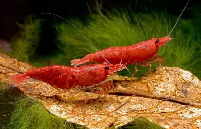 Aquarium shrimps (49 photos): Care and content of freshwater shrimps, the rules for breeding a shrimp. How many oxygen do them live and need? 11385_17