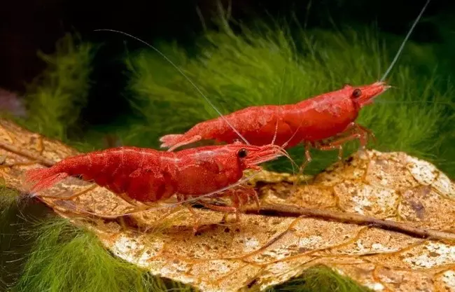 Aquarium Sharnps (49 fotogrāfijas): Saldūdens garneļu aprūpe un saturs, garneļu audzēšanas noteikumi. Cik skābekļa to dzīvo un vajag? 11385_17