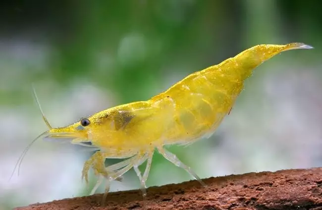 Aquarium Shrimps (49 foto): Perawatan dan isi udang air tawar, aturan untuk membiakkan udang. Berapa banyak oksigen yang dituju dan butuhkan? 11385_18