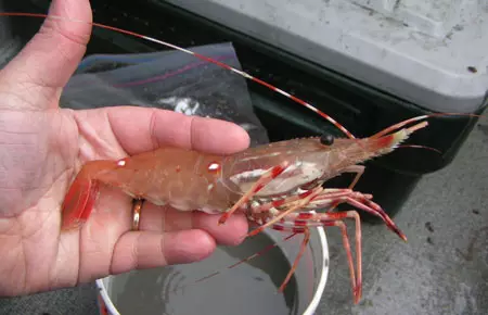 Aquarium Shrimps (49 Sawirro): Daryeel iyo nuxurka biyaha biyaha biyaha biyaha, qawaaniinta taranka ka soo baxa. Immisa oksijiin ah ayey ku nool yihiin oo u baahan yihiin? 11385_2