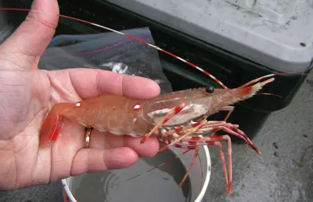 Aquarium udang (49 Poto): Ngurus sareng eusi Jalan Riam Watrns, aturan pikeun beternak udang. Sabaraha oksigén aranjeunna hirup sareng peryogi? 11385_2