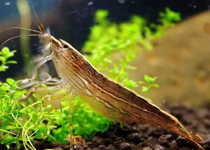 Aquarium Shrimps (49 foto): Perawatan dan isi udang air tawar, aturan untuk membiakkan udang. Berapa banyak oksigen yang dituju dan butuhkan? 11385_20