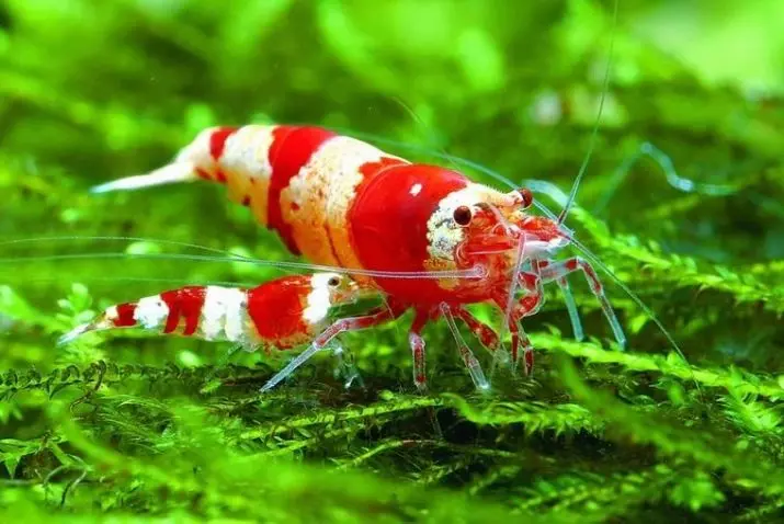 Aquarium Shrimps (49 foto): Perawatan dan isi udang air tawar, aturan untuk membiakkan udang. Berapa banyak oksigen yang dituju dan butuhkan? 11385_21