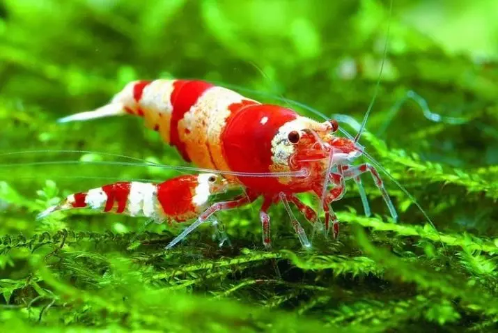 Campo de acuario (49 fotos): cuidado y contenido de camarones de agua dulce, las reglas para criar un camarón. ¿Cuántos oxígeno viven y necesitan? 11385_21