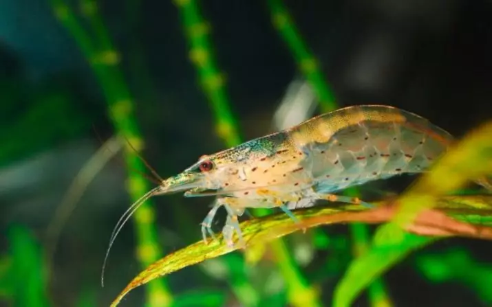 Aquarium Shrimps (Sary 49): fikarakarana sy ny votoatin'ny henan-drano madio sy ny fitsipi-pitondran-tena. Firy ny oksizenina no miaina sy ilainy? 11385_22