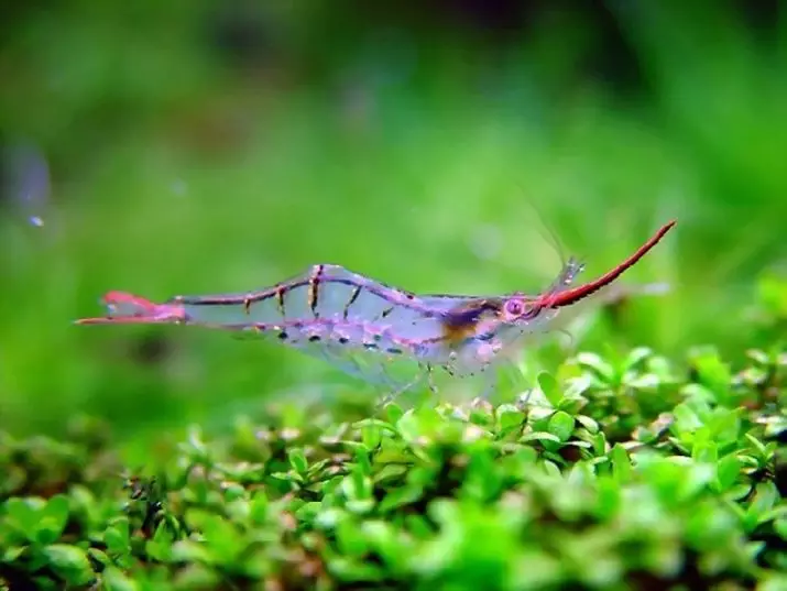 Aquarium Shrimps (49 kuvaa): Makean veden katkaravun hoito ja sisältö, katkarapujen jalostusta koskevat säännöt. Kuinka monta happea elää ja tarvitsevat? 11385_24