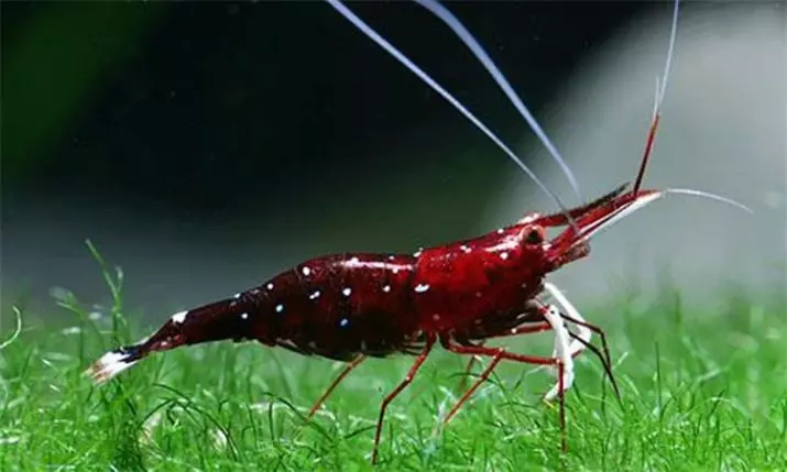 Aquarium Shrimps (49 foto): Perawatan dan isi udang air tawar, aturan untuk membiakkan udang. Berapa banyak oksigen yang dituju dan butuhkan? 11385_25