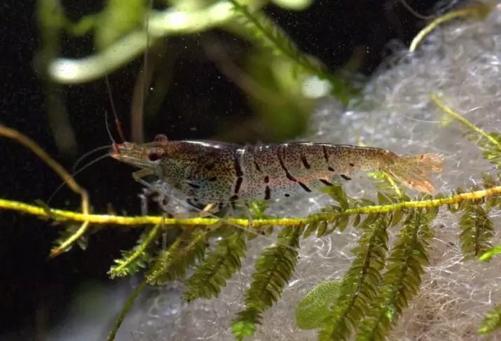 Aquarium Shrimps (49 mga larawan): pag-aalaga at nilalaman ng freshwater shrimps, ang mga patakaran para sa pag-aanak ng isang hipon. Gaano karaming oxygen ang nakatira sa kanila at kailangan? 11385_26