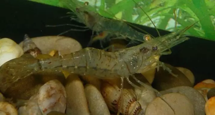 Aquarium Shrimps (49 புகைப்படங்கள்): நன்னீர் இறுக்கங்களின் பாதுகாப்பு மற்றும் உள்ளடக்கம், ஒரு இறால் இனப்பெருக்கம் செய்வதற்கான விதிகள். எத்தனை ஆக்ஸிஜன் அவர்கள் வாழ வேண்டும் மற்றும் தேவை? 11385_28