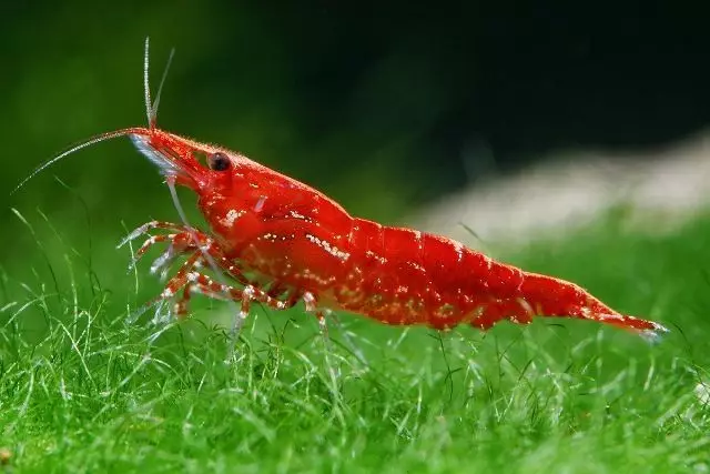 Aquarium Shrimps (49 kuvaa): Makean veden katkaravun hoito ja sisältö, katkarapujen jalostusta koskevat säännöt. Kuinka monta happea elää ja tarvitsevat? 11385_3