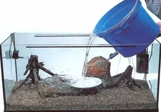 Aquarium garnalen (49 foto's): zorg en inhoud van zoetwatergarnalen, de regels voor het fokken van een garnaal. Hoeveel zuurstof leven ze en hebben ze nodig? 11385_32