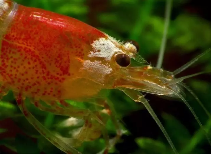 Aquarium Shrimps (Amafoto ya 49): Kwitaho no kubiri mu mazi meza, amategeko yo korora urusenda. Bangahe ba ogisijeni babaho kandi bakeneye? 11385_4