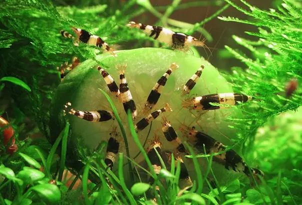 Aquarium Shrimps (49 argazki): ur gezako ganbak zaintzea eta edukia, ganbak hazteko arauak. Zenbat oxigeno bizi eta behar dute? 11385_44
