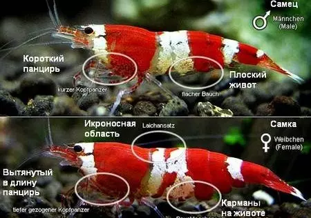 Akvarijné krevety (49 fotiek): Starostlivosť a obsah sladkovodných krevety, pravidlá pre chov krevety. Koľko kyslíka ich žije a potrebujú? 11385_45