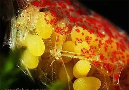 Akvarijum škampima (49 slike): Njega i sadržaj slatkovodnih škampi, pravila za uzgoj rakova. Koliko kisika da ih žive i potrebe? 11385_46