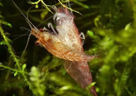 Shrimps ya Aquarium (Picha 49): Huduma na maudhui ya shrimps ya maji safi, sheria za kuzaliana shrimp. Ni oksijeni ngapi wanaoishi na wanahitaji? 11385_47
