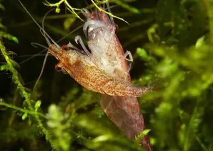 Aquarium Sharnps (49 fotogrāfijas): Saldūdens garneļu aprūpe un saturs, garneļu audzēšanas noteikumi. Cik skābekļa to dzīvo un vajag? 11385_47