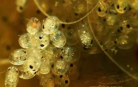 Aquarium garnalen (49 foto's): zorg en inhoud van zoetwatergarnalen, de regels voor het fokken van een garnaal. Hoeveel zuurstof leven ze en hebben ze nodig? 11385_48