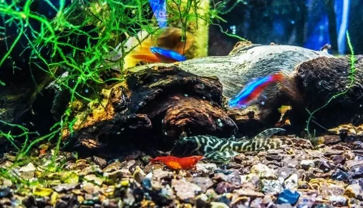 Aquarium Sharnps (49 fotogrāfijas): Saldūdens garneļu aprūpe un saturs, garneļu audzēšanas noteikumi. Cik skābekļa to dzīvo un vajag? 11385_49