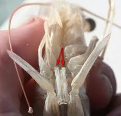 Aquarium Shrimps (49 wêne): Lênêrîn û naveroka Shrimps-a ava vexwarinê, rêzikên ji bo cotkirina shrimp. Oxendiqas oksîjen li wan dijîn û hewce ne? 11385_6