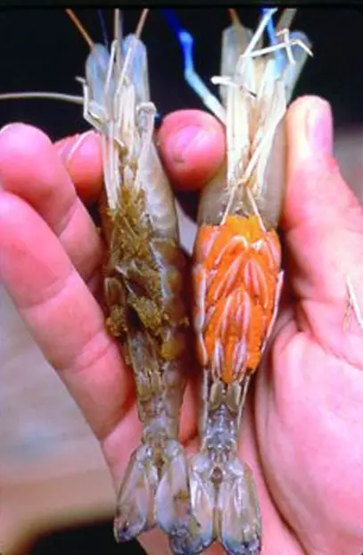 Campo de acuario (49 fotos): cuidado y contenido de camarones de agua dulce, las reglas para criar un camarón. ¿Cuántos oxígeno viven y necesitan? 11385_7