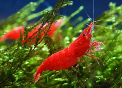 Aquarium udang (49 foto): penjagaan dan kandungan udang air tawar, peraturan untuk membiak udang. Berapa banyak oksigen yang mereka hidup dan perlukan? 11385_8