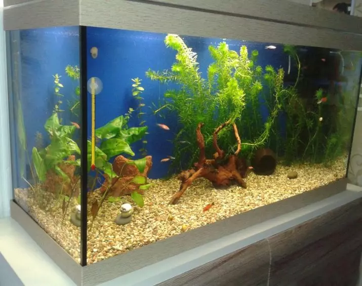 Aquarium 150 litroj (17 fotoj): la grandeco de akvarioj de 150 litroj da akvo, ilia lumigo. Kion meti sur ilin? Selektado de fiŝoj 11399_14