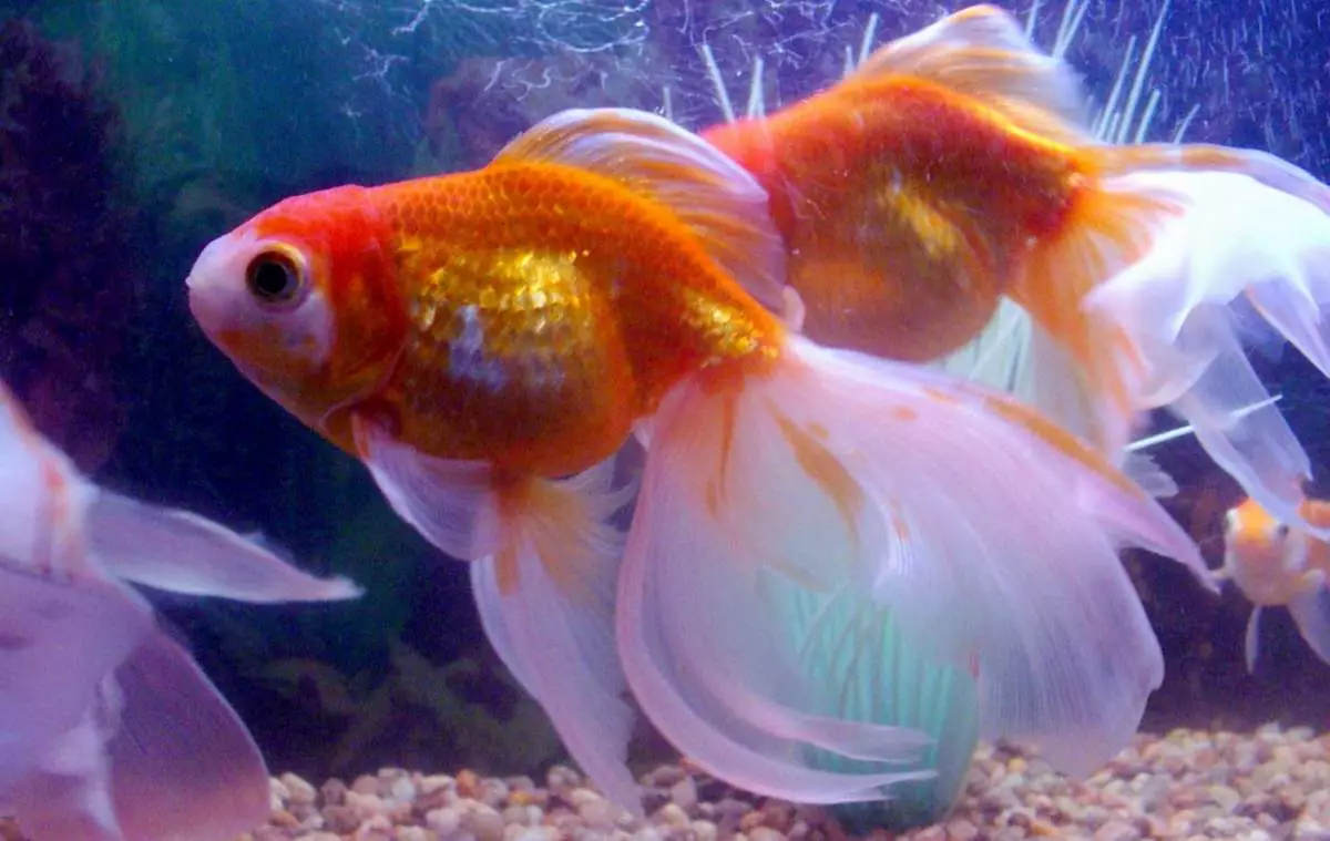 Aquarium 150 Liter (17 Fotos): Die Größe der Aquarien um 150 Liter Wasser, ihre Beleuchtung. Was soll ich sie anziehen? Auswahl an Fischen 11399_15