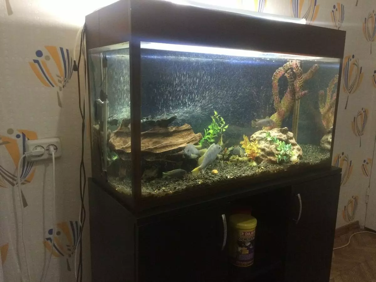 Aquarium 150 Liter (17 Fotos): Die Größe der Aquarien um 150 Liter Wasser, ihre Beleuchtung. Was soll ich sie anziehen? Auswahl an Fischen 11399_6