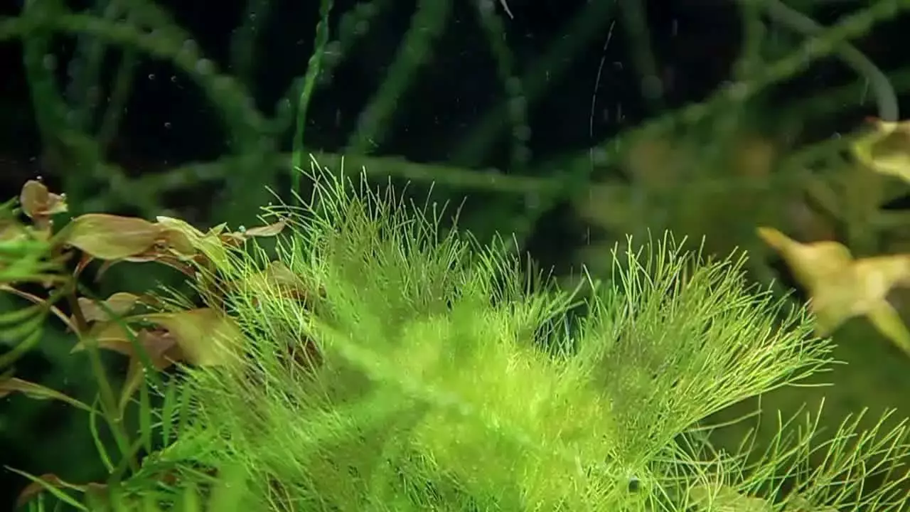 Ffosffadau yn Aquarium (15 llun): Sut i ostwng neu gynyddu lefelau ffosffad? Sut i godi neu leihau cynnwys ffosffad yn yr Aquarium-llysieuydd? Gwerth amodol a maint prawf 11400_6