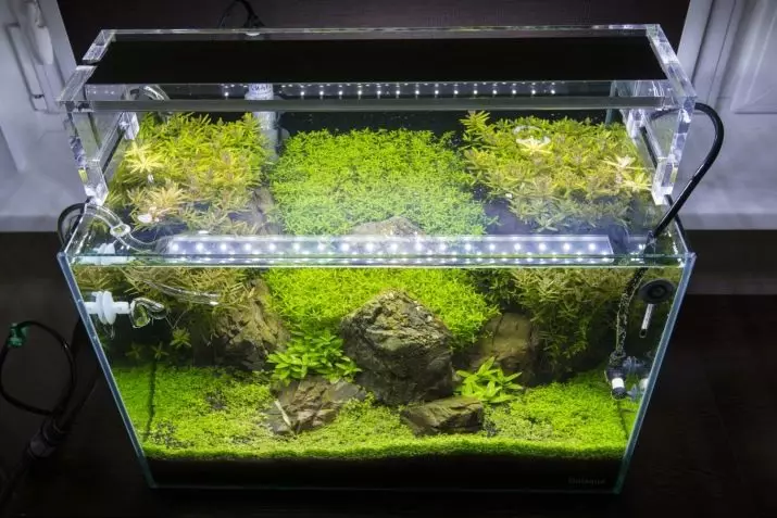 Aquariums per 100 liter (19 foto's): gewicht en maten. Hoeveel vis kan worden bewaard? Welke rassen zijn geschikt? Hoe het licht te berekenen? 11403_13