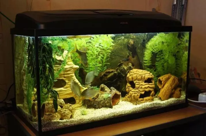 Aquariums per 100 liter (19 foto's): gewicht en maten. Hoeveel vis kan worden bewaard? Welke rassen zijn geschikt? Hoe het licht te berekenen? 11403_14