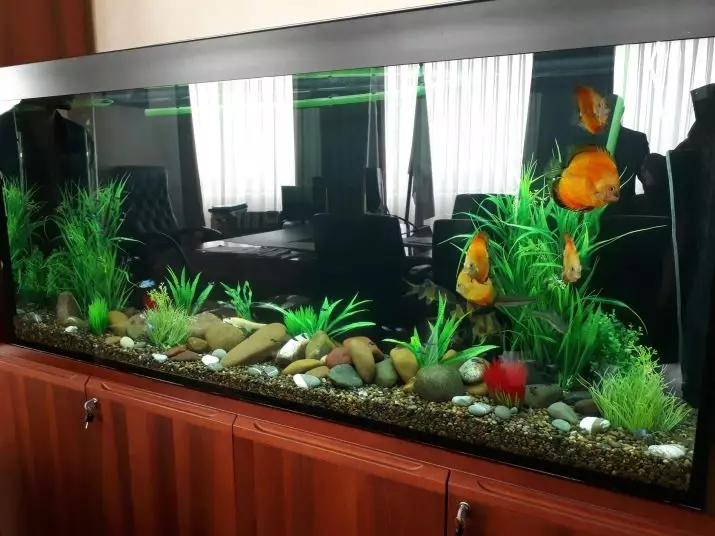 Aquariums por 100 litroj (19 fotoj): pezo kaj grandecoj. Kiom da fiŝoj povas esti konservitaj? Kiuj rasoj taŭgas? Kiel kalkuli la lumon? 11403_15