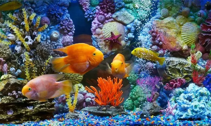 Aquariums matag 100 ka litro (19 Mga Litrato): Timbang ug gidak-on. Pila ka mga isda ang mahimong itago? Unsa nga mga lahi ang angay? Giunsa ang pagkalkulo sa kahayag? 11403_16