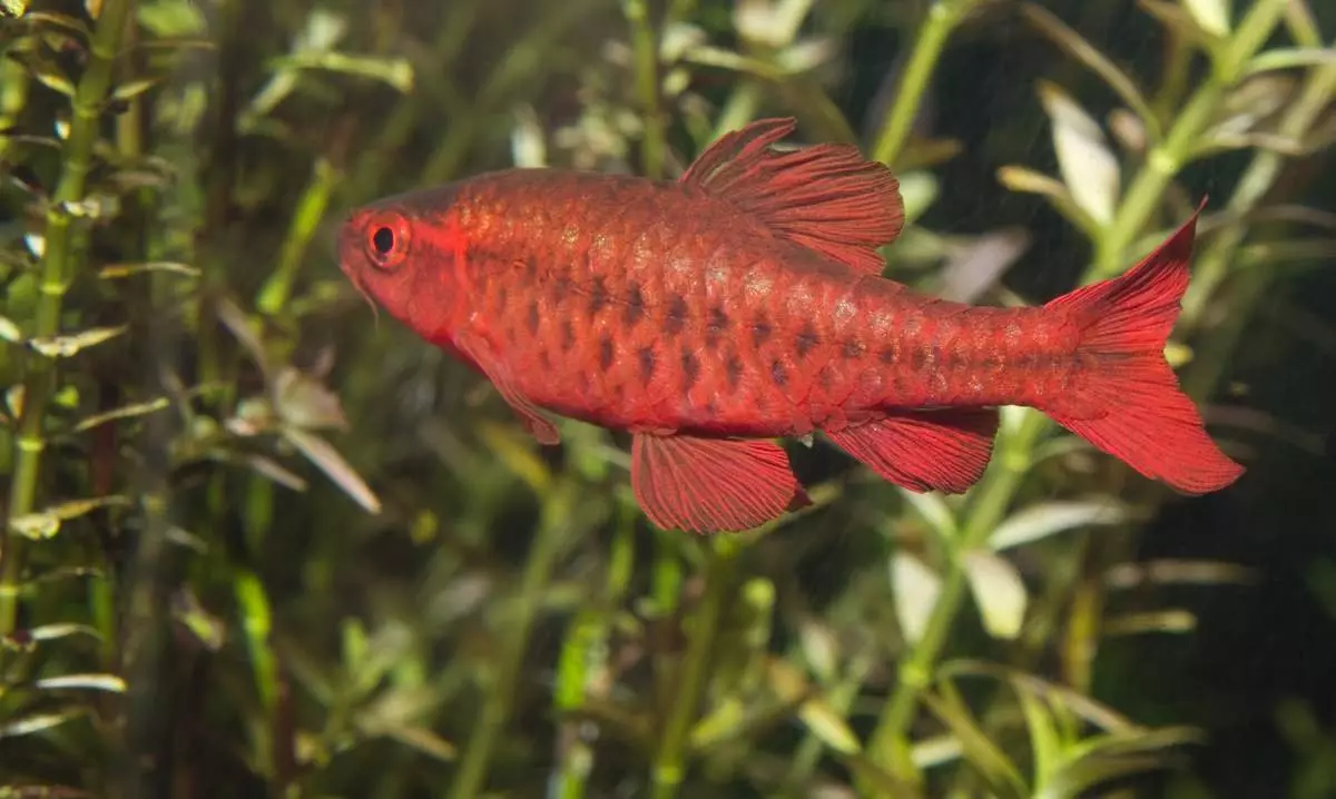 Aquariums kwa lita 100 (picha 19): uzito na ukubwa. Je, samaki wangapi wanaweza kuhifadhiwa? Ni aina gani zinazofaa? Jinsi ya kuhesabu mwanga? 11403_18