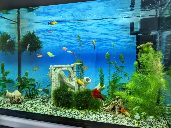 Aquariums por 100 litroj (19 fotoj): pezo kaj grandecoj. Kiom da fiŝoj povas esti konservitaj? Kiuj rasoj taŭgas? Kiel kalkuli la lumon? 11403_2