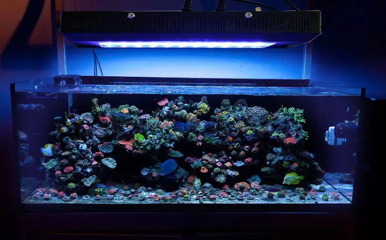 Atsogolere tepi ya aquarium (Zithunzi 19): mawonekedwe a kuyatsa ndi riboni wa LED. Kodi Mungasankhe Bwanji? Momwe mungakhazikitsire chinyezi Chinyontho? 11406_10