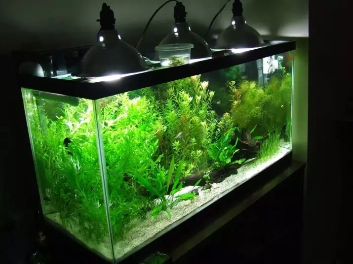 Aquarium 60 litatra (24 sary): ny habeny. Firy ny trondro azo tazonina ao? Mikarakara an'i Oren Samsonal Aquarium 60 L 11407_7