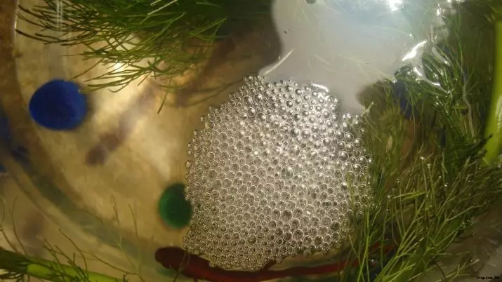 Pena v akvariju (13 fotografij): vzroki za peno na površini vode. Kaj če pene? 11410_2