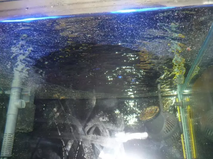 Pena v akvariju (13 fotografij): vzroki za peno na površini vode. Kaj če pene? 11410_4
