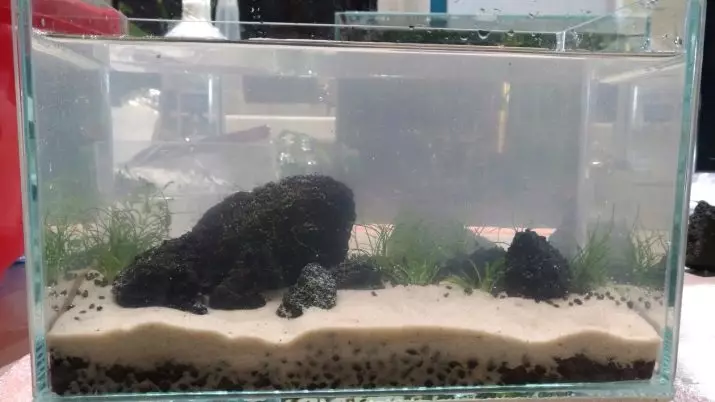 Pena v akvariju (13 fotografij): vzroki za peno na površini vode. Kaj če pene? 11410_8