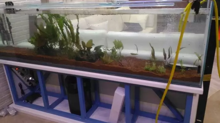Käivita akvaarium (42 fotot): Step-by-Step juhendamise käivitamist Scratch Aquarium 100 ja 200 liitri kohta? Kuidas käivitada esimest korda Aquariums 30 ja 20 liitrit? 11412_35