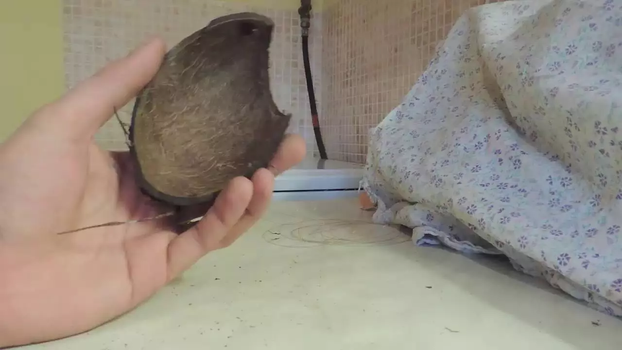 Kokos i akvariet (23 bilder): Hvordan lage et hus for fisk med egne hender? Hvordan forberede og behandle skallet? 11414_10