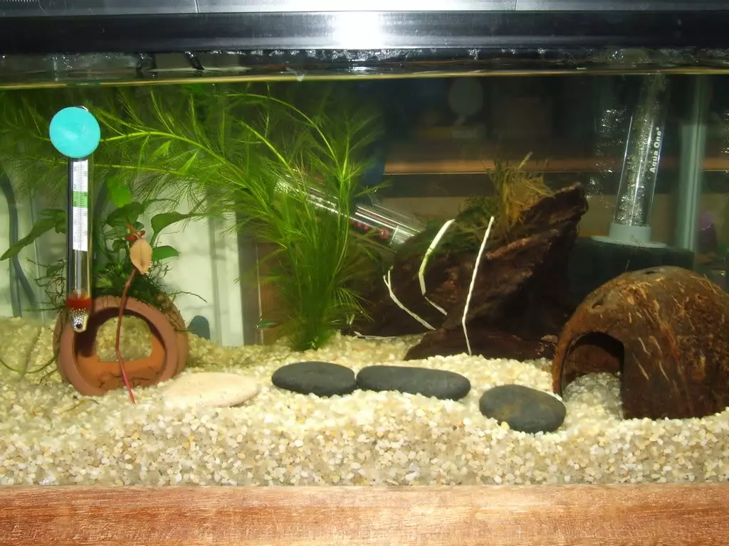 Noix de coco dans l'aquarium (23 photos): Comment faire une maison pour poisson avec vos mains? Comment préparer et traiter la coquille? 11414_2