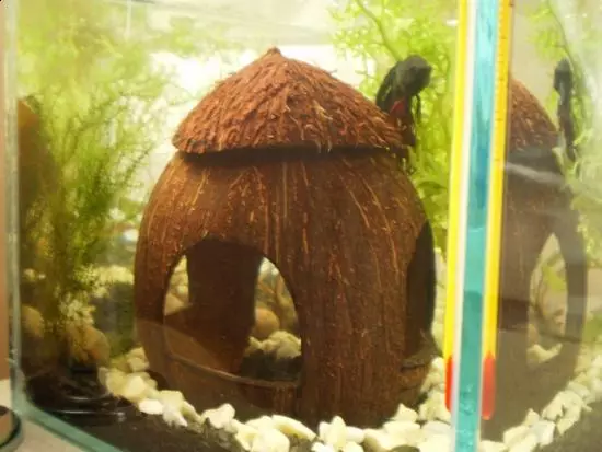 Noix de coco dans l'aquarium (23 photos): Comment faire une maison pour poisson avec vos mains? Comment préparer et traiter la coquille? 11414_3