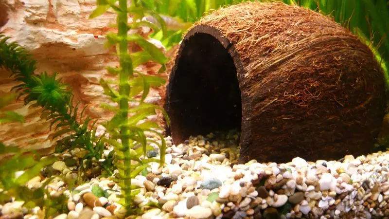 Kelapa di akuarium (23 foto): Bagaimana cara membuat rumah untuk ikan dengan tangan Anda sendiri? Bagaimana cara mempersiapkan dan memproses shell? 11414_4