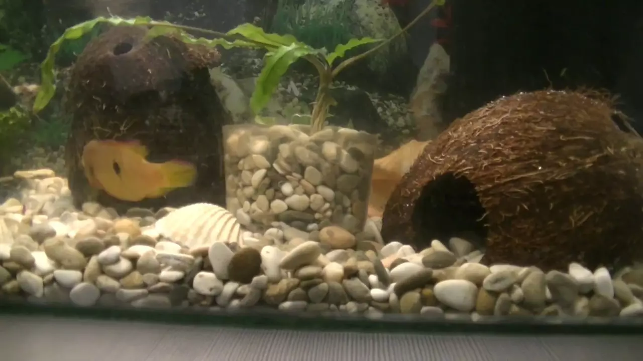 Kelapa di akuarium (23 foto): Bagaimana cara membuat rumah untuk ikan dengan tangan Anda sendiri? Bagaimana cara mempersiapkan dan memproses shell? 11414_6