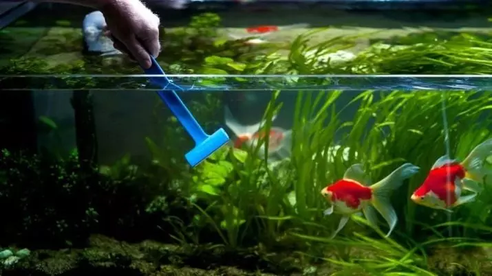 Цэнгэг усны загас, аквариум (33 зураг): Aquarium-ийн сонголт. Цэнгэг усны аквариумын хамгийн үзэсгэлэнтэй, тод, ховор оршин суугчдын тодорхойлолт 11418_14