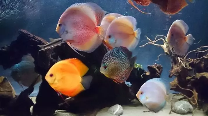 Zoetwatervis en aquarium (33 foto's): Keuze van aquarium. Beschrijving van de mooiste, lichte en zeldzame inwoners van zoetwateraquaria 11418_19
