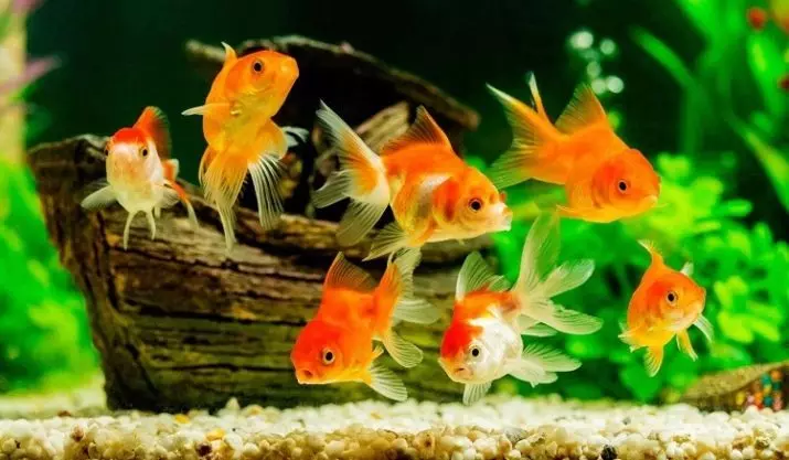 Sladkovodne ribe in akvarij (33 fotografije): izbira akvarija. Opis najlepših, svetlih in redkih prebivalcev sladkovodnih akvarijev 11418_20